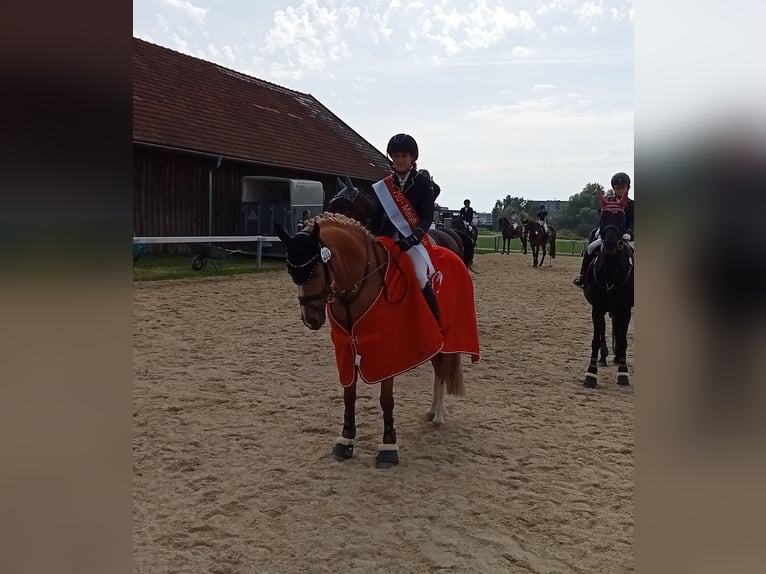 Poni alemán Yegua 13 años 144 cm Palomino in Johanniskirchen