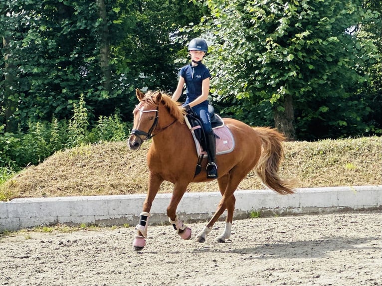 Poni alemán Yegua 13 años 145 cm Alazán-tostado in Tangstedt