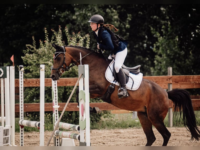 Poni alemán Yegua 13 años 145 cm Castaño in KrackowKrackow