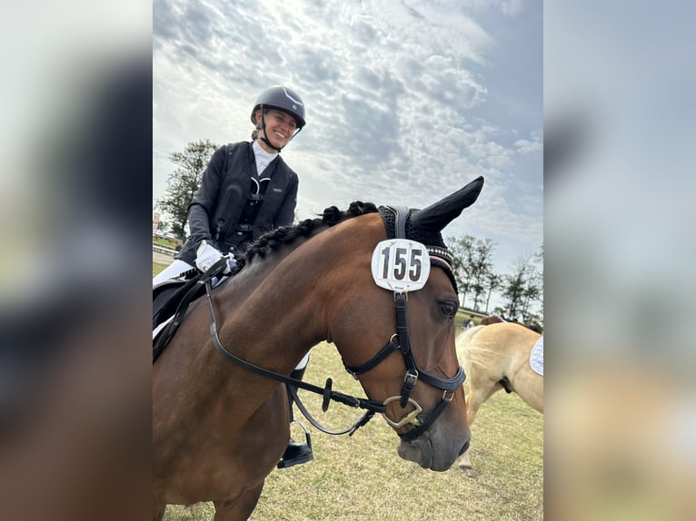 Poni alemán Yegua 13 años 145 cm Castaño in KrackowKrackow