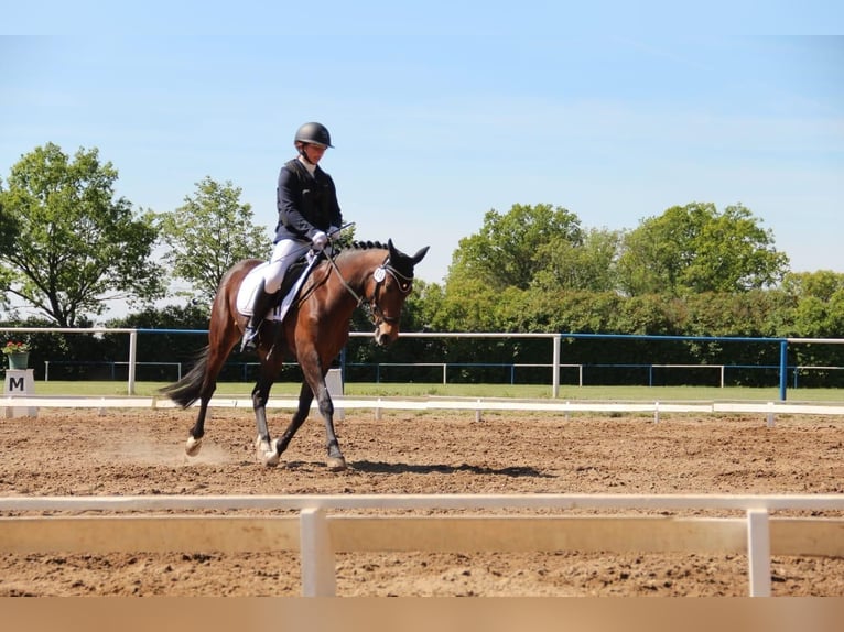 Poni alemán Yegua 13 años 145 cm Castaño in KrackowKrackow