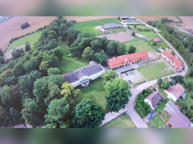 Poni alemán Yegua 13 años 145 cm Castaño in KrackowKrackow