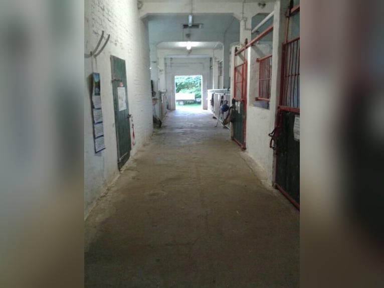 Poni alemán Yegua 13 años 145 cm Castaño in KrackowKrackow