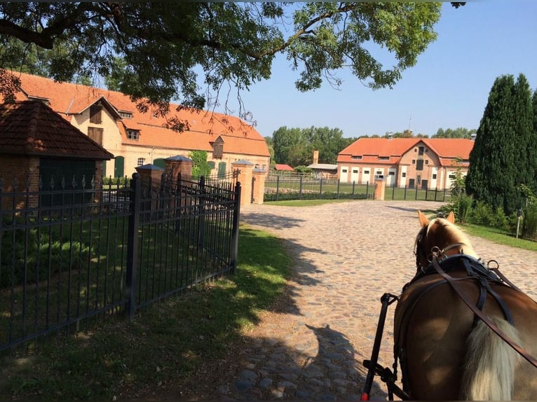 Poni alemán Yegua 13 años 145 cm Castaño in KrackowKrackow
