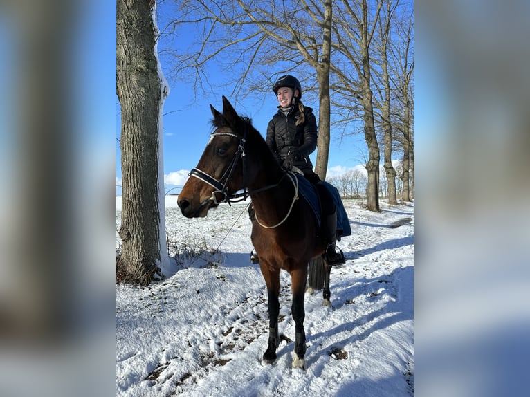 Poni alemán Yegua 13 años 145 cm Castaño in KrackowKrackow