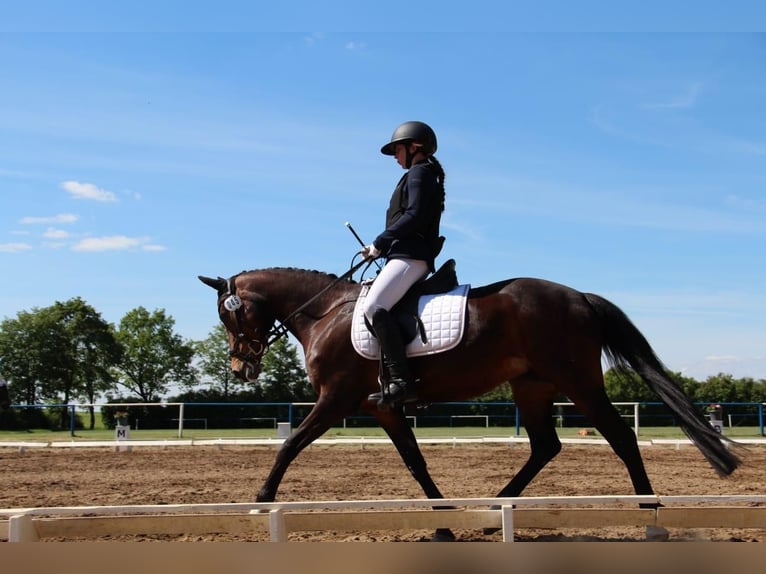 Poni alemán Yegua 13 años 145 cm Castaño in KrackowKrackow
