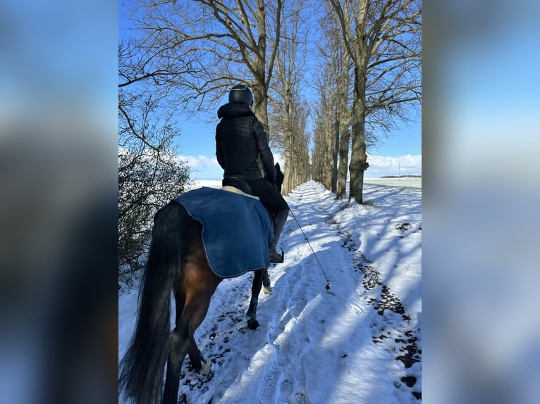 Poni alemán Yegua 13 años 145 cm Castaño in KrackowKrackow