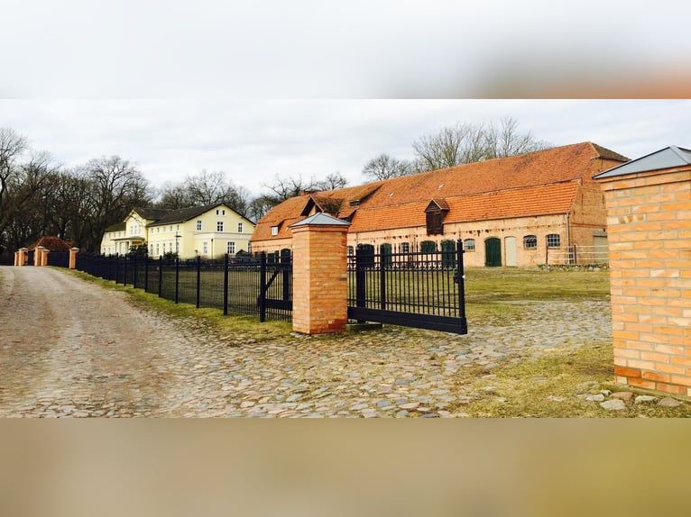 Poni alemán Yegua 13 años 145 cm Castaño in KrackowKrackow