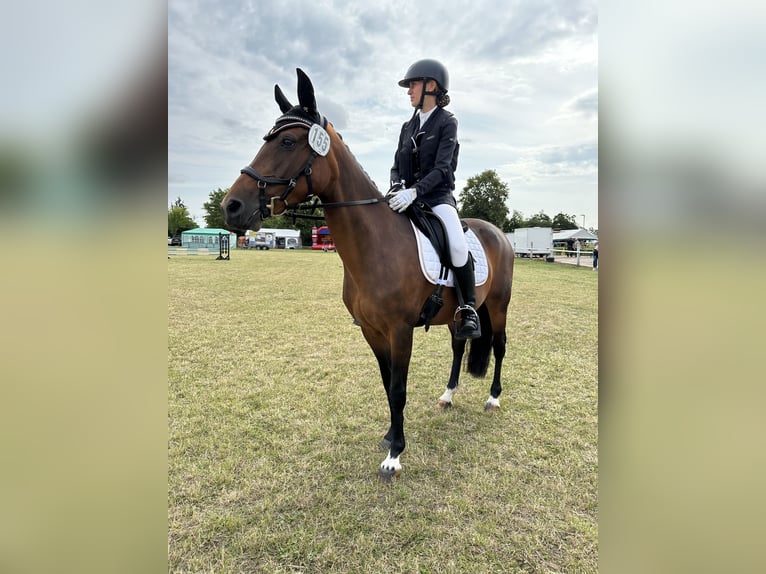 Poni alemán Yegua 13 años 145 cm Castaño in KrackowKrackow