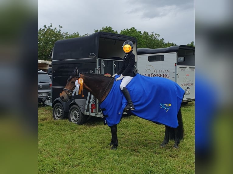 Poni alemán Mestizo Yegua 13 años 145 cm Castaño in Hamminkeln