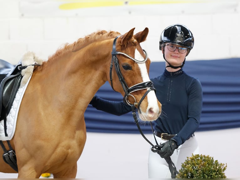 Poni alemán Yegua 13 años 146 cm Alazán in Marsberg