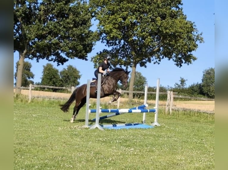 Poni alemán Yegua 13 años 146 cm Alazán-tostado in Dänischenhagen