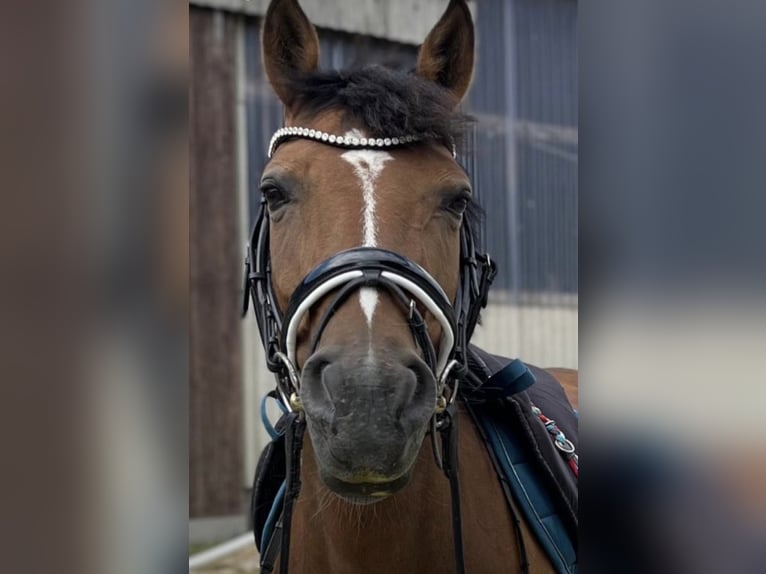 Poni alemán Mestizo Yegua 13 años 147 cm Castaño in Dingen