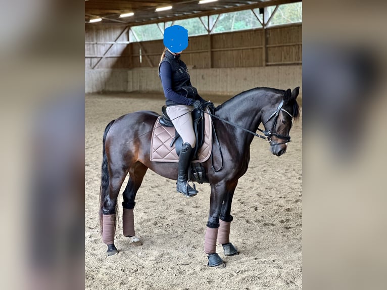 Poni alemán Yegua 13 años 147 cm Morcillo in Heiligenkreuz am Waasen