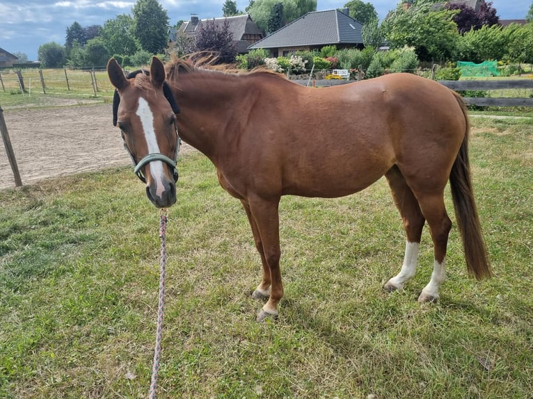 Poni alemán Yegua 13 años 148 cm Alazán in Tespe