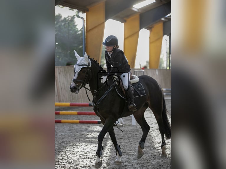 Poni alemán Yegua 13 años 148 cm Castaño oscuro in Freienwill