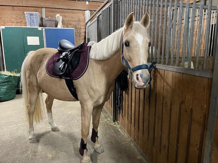 Poni alemán Yegua 13 años 148 cm Palomino in Forst