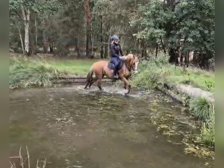 Poni alemán Yegua 13 años 148 cm Red Dun/Cervuno in Stuhr