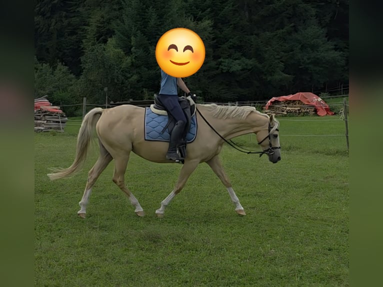 Poni alemán Yegua 13 años 150 cm Palomino in Dießen am Ammersee