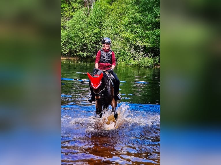 Poni alemán Yegua 13 años 154 cm Castaño oscuro in Osternienburger Land