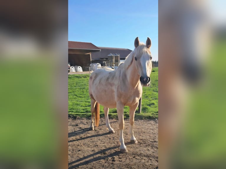 Poni alemán Yegua 13 años 155 cm Palomino in Dießen am Ammersee