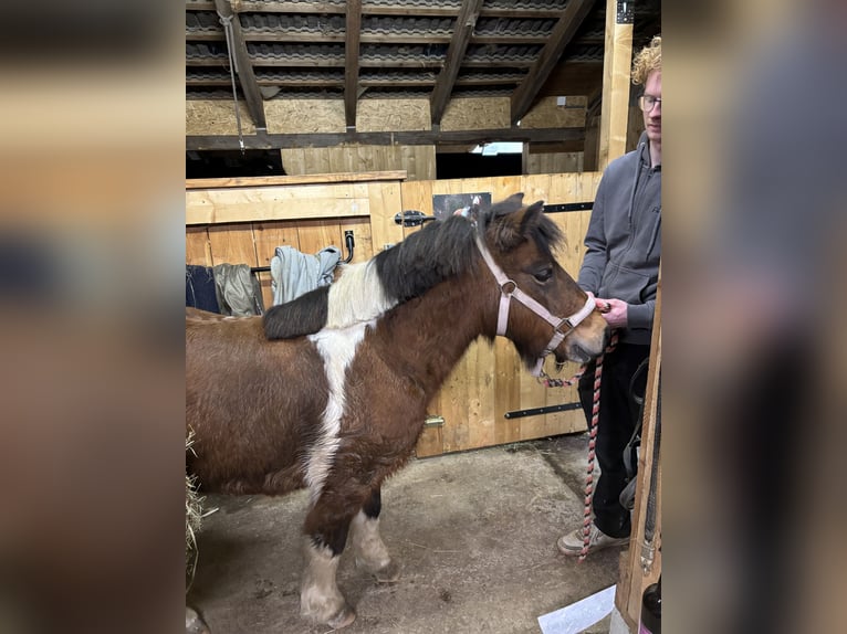 Poni alemán Mestizo Yegua 14 años 125 cm Pío in Fischbach
