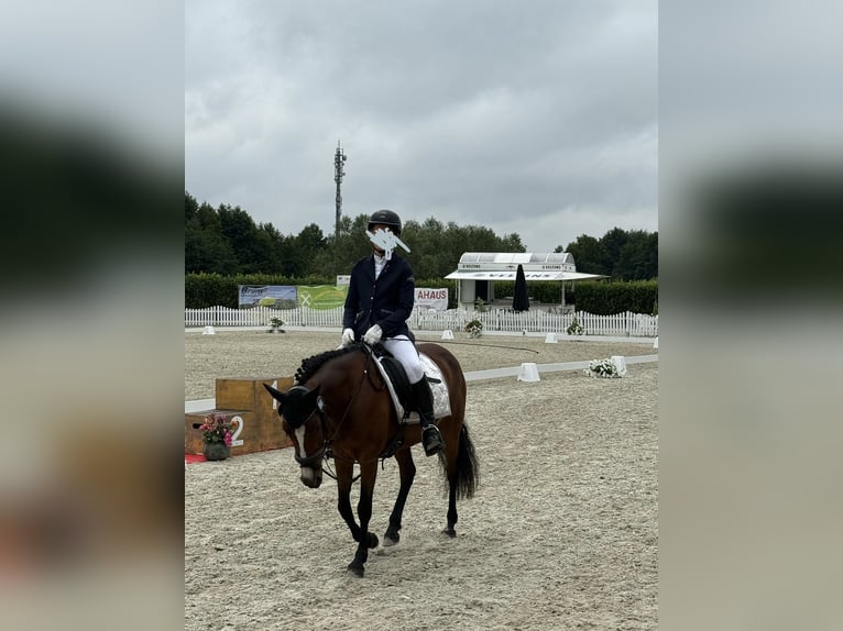 Poni alemán Mestizo Yegua 14 años 142 cm Castaño oscuro in Steinfurt