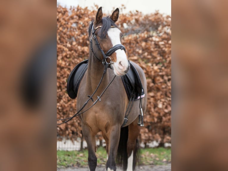 Poni alemán Yegua 14 años 142 cm Morcillo in Kleve