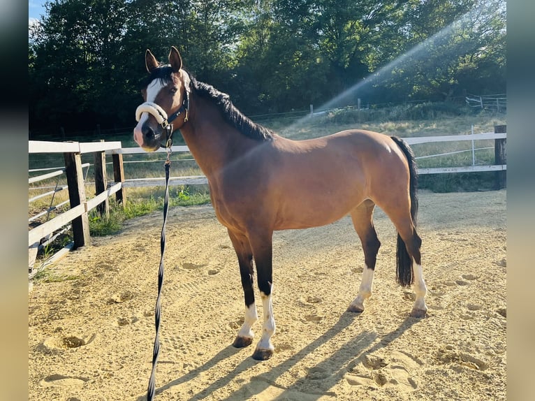 Poni alemán Yegua 14 años 142 cm Morcillo in Kleve