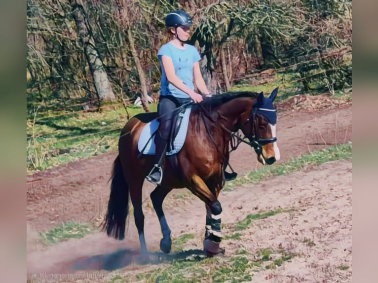 Poni alemán Yegua 14 años 143 cm Castaño rojizo in Zossen