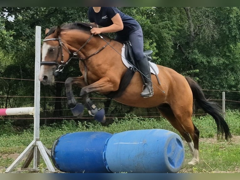 Poni alemán Yegua 14 años 143 cm Castaño rojizo in Zossen