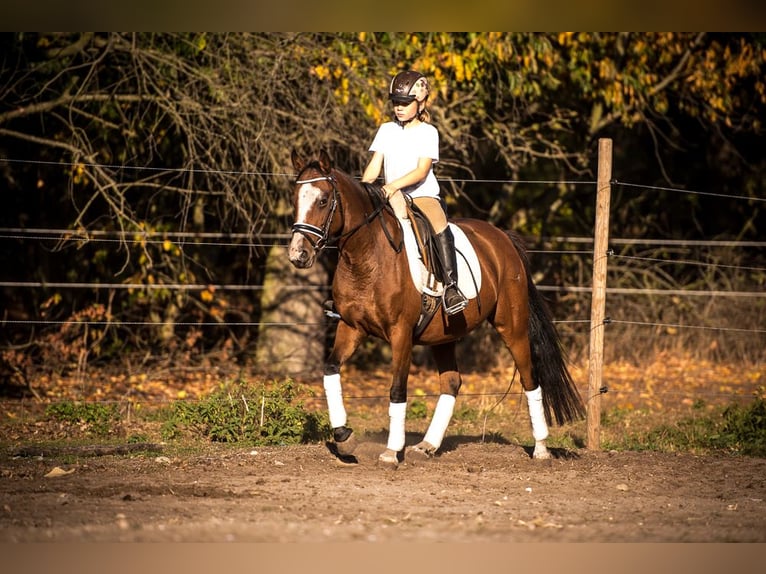 Poni alemán Yegua 14 años 143 cm Castaño rojizo in Zossen