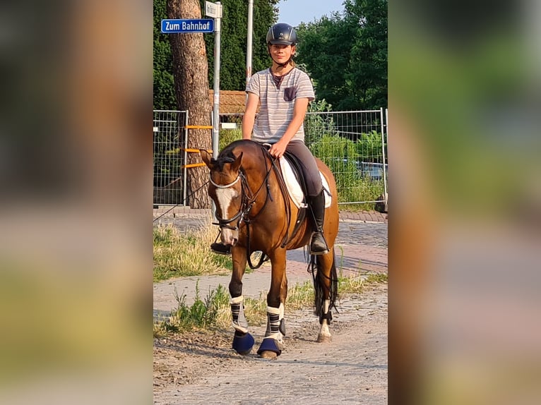 Poni alemán Yegua 14 años 143 cm Castaño rojizo in Zossen