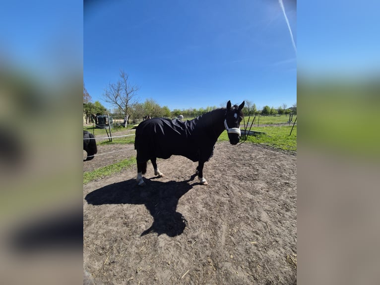Poni alemán Yegua 14 años 144 cm Negro in Husum