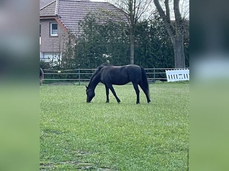 Poni alemán Yegua 14 años 145 cm Negro in Kluse