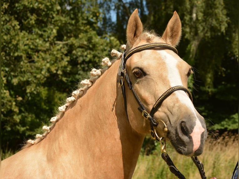 Poni alemán Yegua 14 años 145 cm Palomino in Sjølund