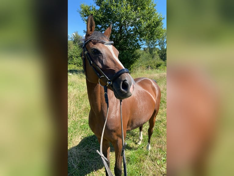 Poni alemán Yegua 14 años 146 cm Castaño in Iserlohn
