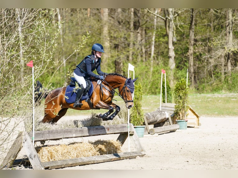 Poni alemán Yegua 14 años 146 cm Castaño in Iserlohn