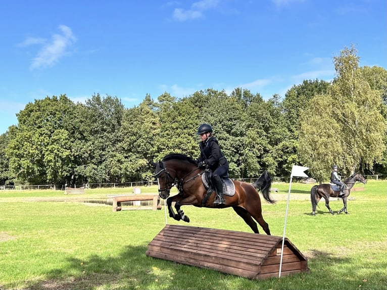 Poni alemán Yegua 14 años 146 cm Castaño in Iserlohn