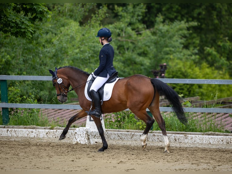 Poni alemán Yegua 14 años 146 cm Castaño in Iserlohn