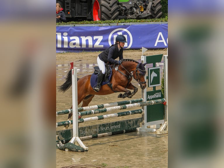 Poni alemán Yegua 14 años 146 cm Castaño in Iserlohn