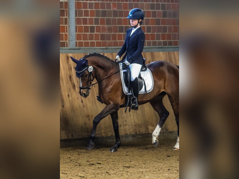 Poni alemán Yegua 14 años 146 cm Castaño in Iserlohn