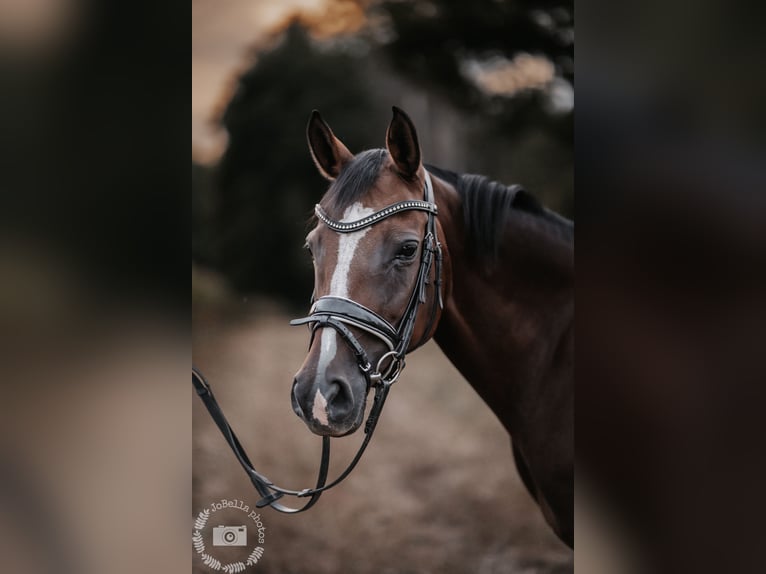 Poni alemán Yegua 14 años 146 cm Castaño in Iserlohn