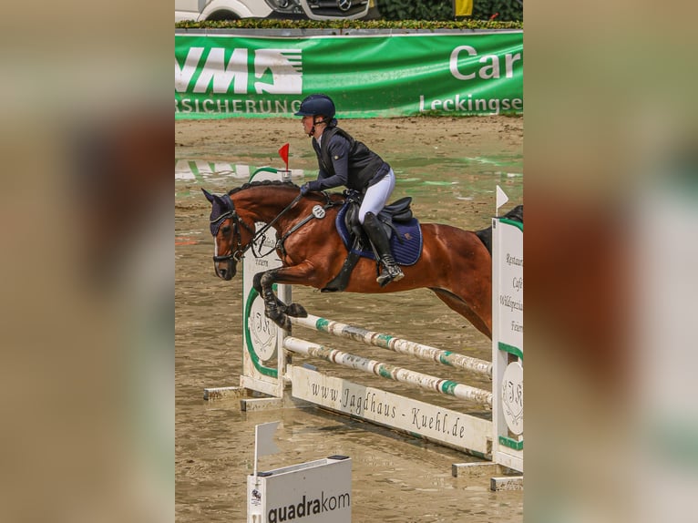 Poni alemán Yegua 14 años 146 cm Castaño in Iserlohn