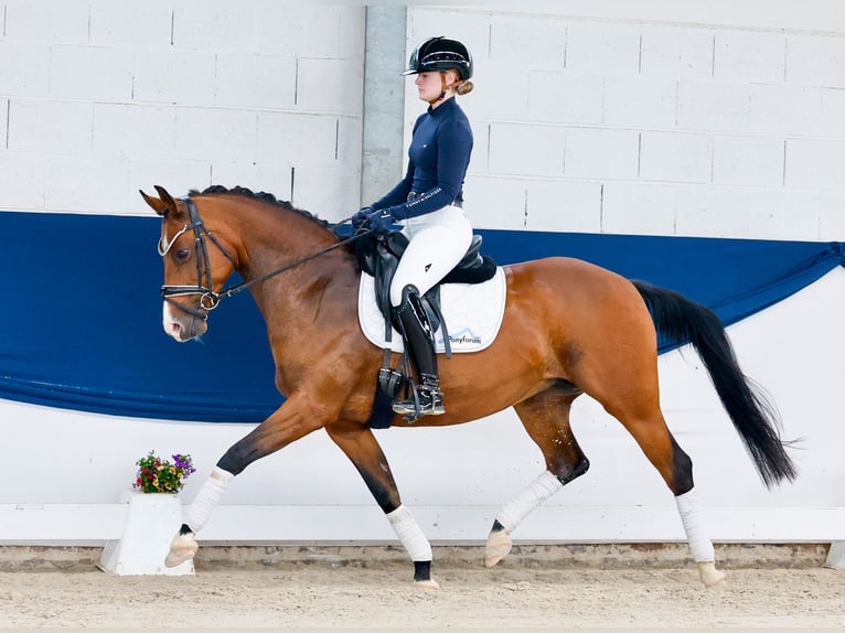Poni alemán Yegua 14 años 146 cm Castaño in Marsberg
