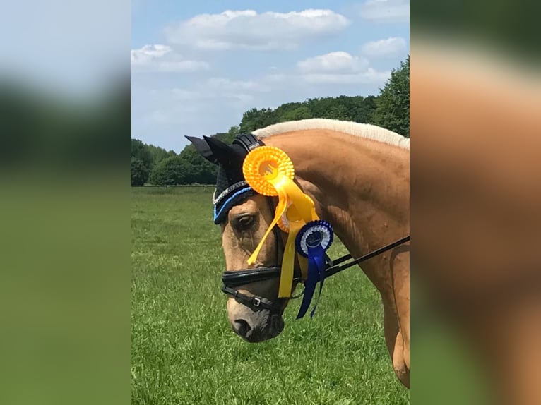 Poni alemán Yegua 14 años 146 cm Palomino in Nienburg (Weser)