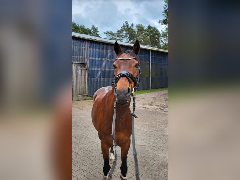 Poni alemán Yegua 14 años 147 cm Castaño in Zeven
