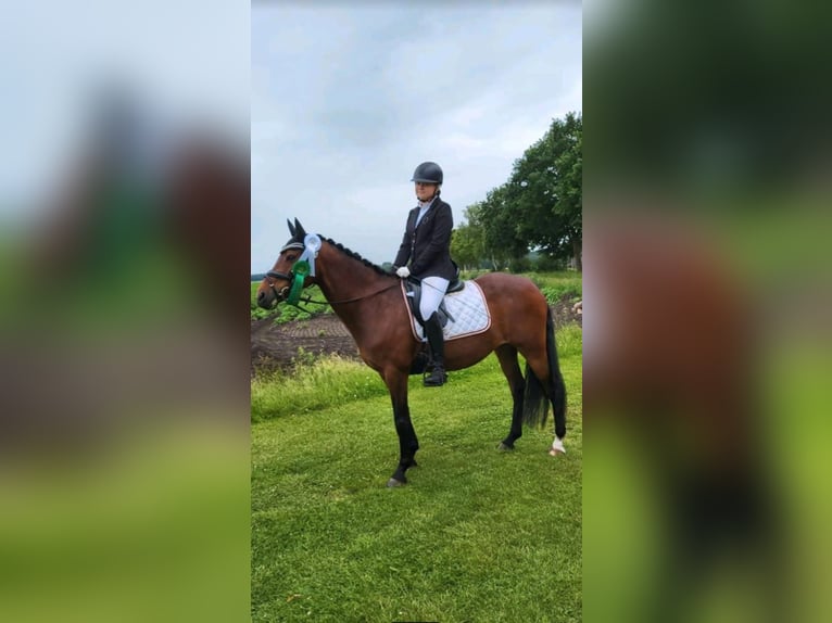 Poni alemán Yegua 14 años 147 cm Castaño in Zeven