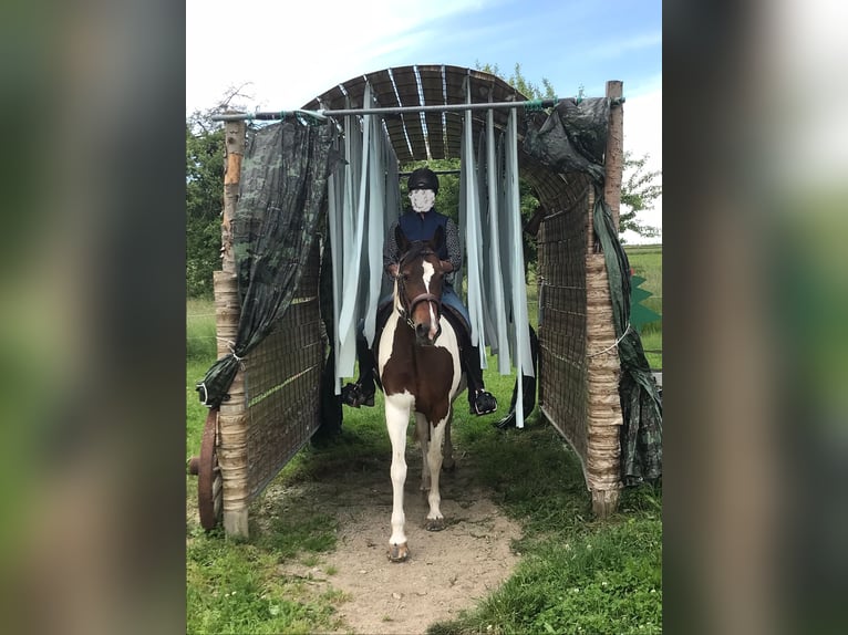 Poni alemán Yegua 14 años 148 cm Pío in Eberhardzell