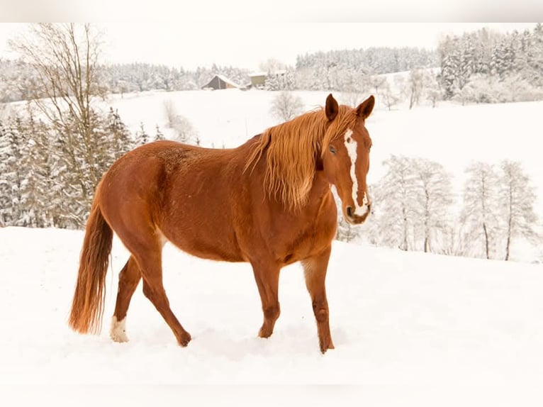 Poni alemán Mestizo Yegua 14 años 152 cm Alazán in Eigeltingen